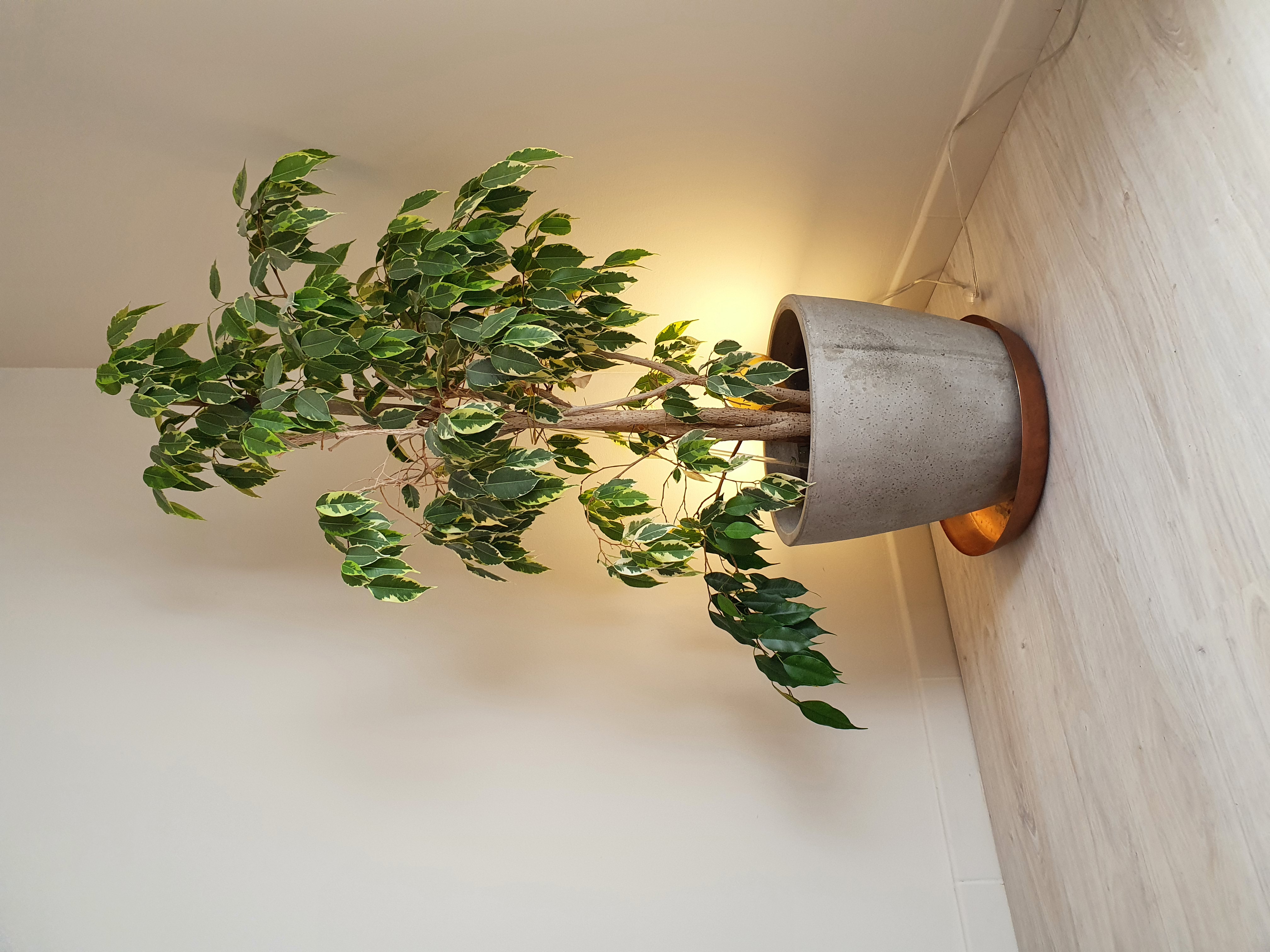 Plante verte